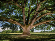 Arbre de l'année