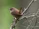 Sortie nature : "Chant des oiseaux" le 7 avril à Cancon