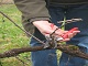 Stage de taille de la Vigne 