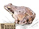 Soirée découverte : les amphibiens de la voie verte 