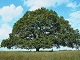 Petition pour les arbres remarquables 
