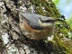 7 mai : découverte des chants d'oiseaux