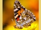 Week-end Comptage Papillons - 1, 2 et 3 mai 2020 